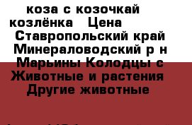 коза с козочкай   2 козлёнка › Цена ­ 10 000 - Ставропольский край, Минераловодский р-н, Марьины Колодцы с. Животные и растения » Другие животные   